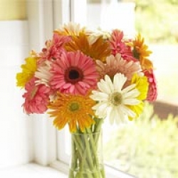 Organic Bouquet Daisies, Organic Cheerful Gerbera, 20 Stems