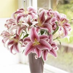 Organic Bouquet Lilies, Fragrant Stargazer, 10 Stems