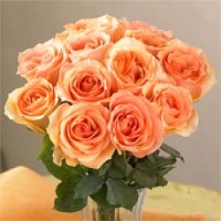 Organic Bouquet Roses, Peach, One Dozen