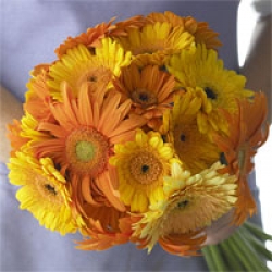 Organic Bouquet Fall Organic Gerbera Bouquet, 20 Stems