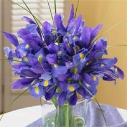 Organic Bouquet Iris Bouquet, Blue, 15 Stems