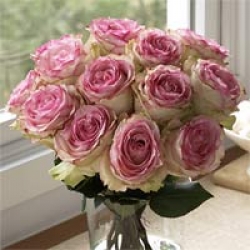 Organic Bouquet Roses, Crown Majesty, One Dozen