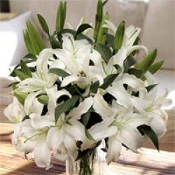 Organic Bouquet Lilies, White Oriental, 10 Stem
